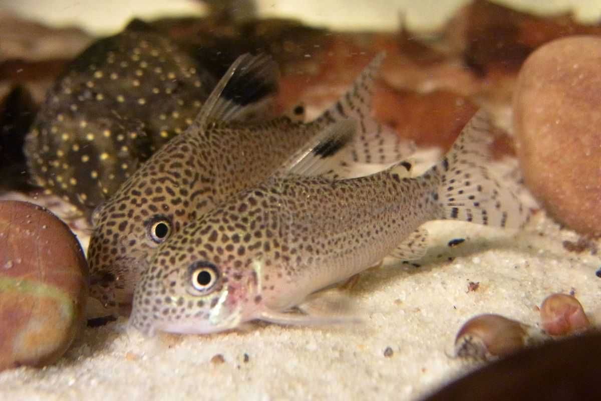 Kirysek punktowany - Corydoras punctatus - Kirys - dowóz, wysyłka