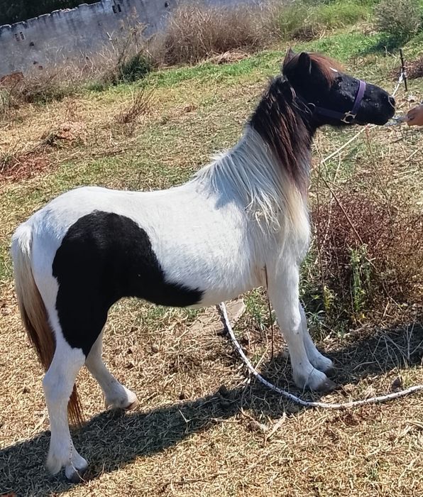 Ponei mini 5 anos