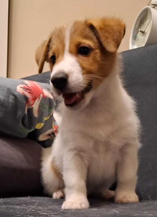 Jack Russell Terrier RACUCH - gładkowłosy piesek FCI