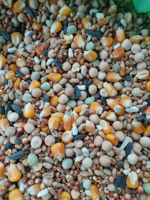 Karma Mieszanka dla gołębi 20kg 25kg 30kg (wysyłka)