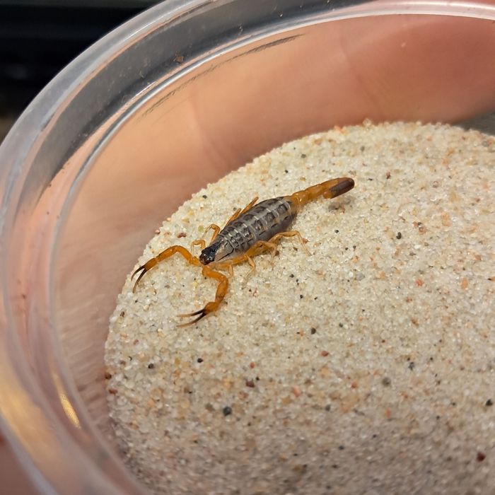 Skorpion Uroplectes vittatus + wyposażenie