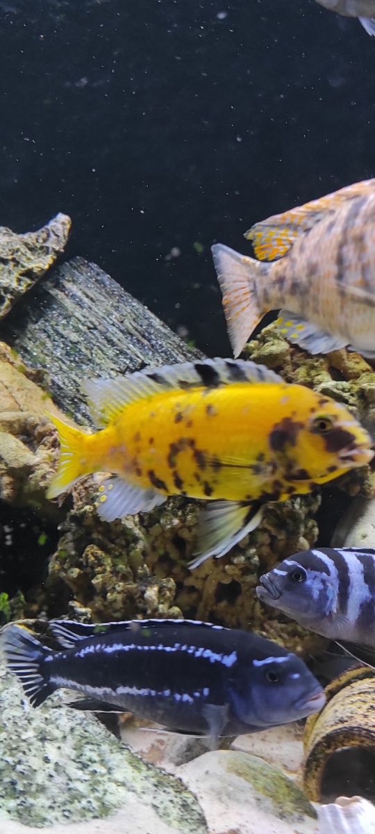 pyszczaki labeotropheus,socolofi,hongi, haplochromis,mphanga,metriclim