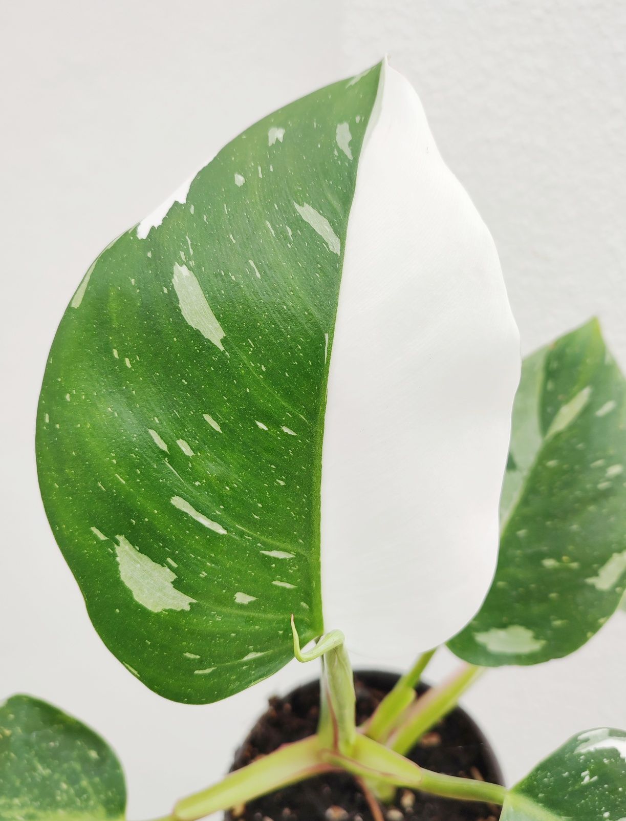 Philodendron White Princess