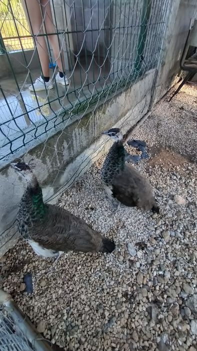 Pavões fêmeas jovens