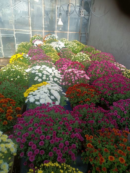 Chryzantemy drobnokwiatowe.