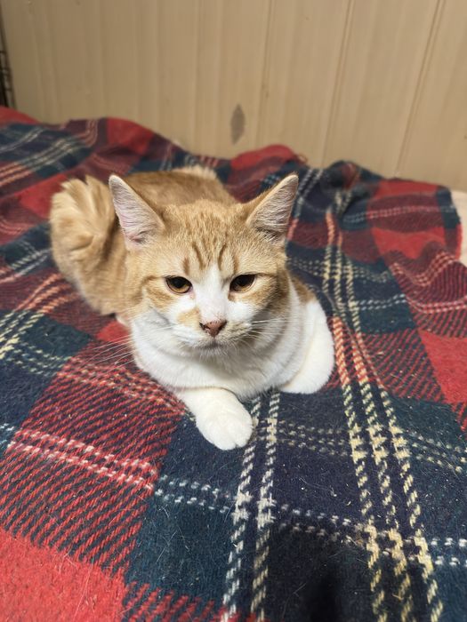 Kociaki do adopcji