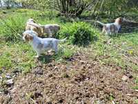 Cavalier king charles spaniel suczka