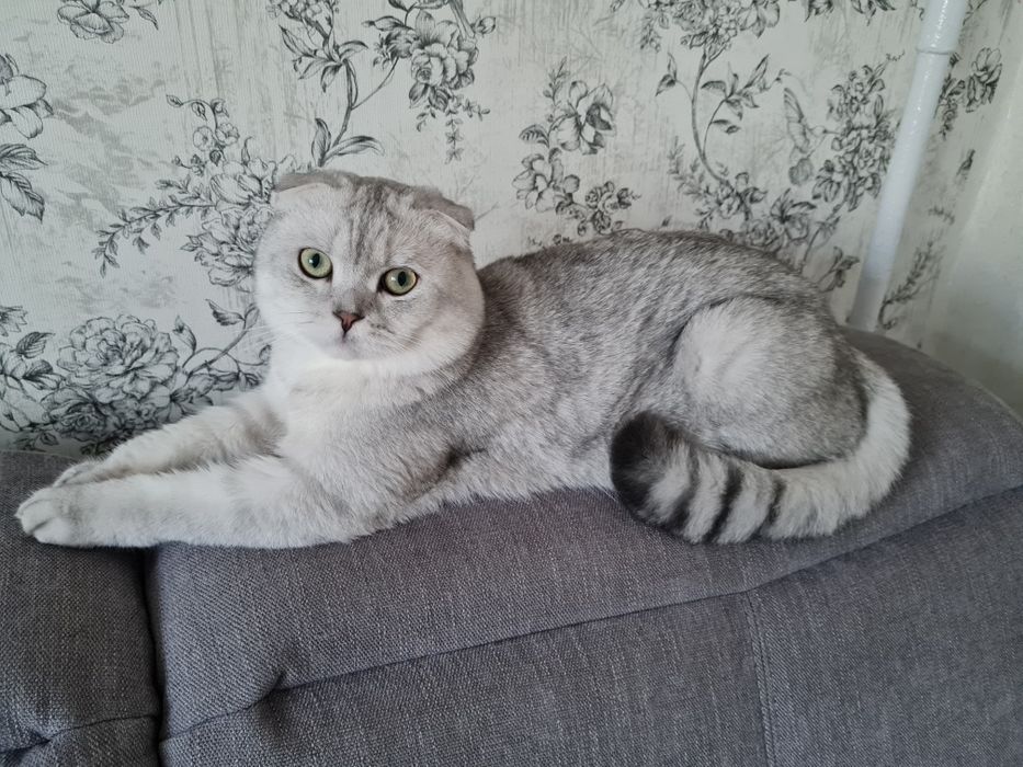 Шотландский кот вязка, серебристая шиншилла вязка, вислоухий кот