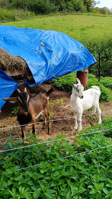 Sprzedam kozy zapraszam