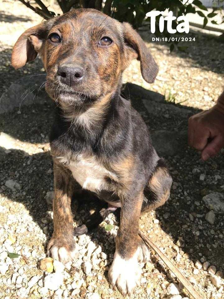 cão / cadela bebe para adoção responsável