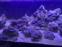Rocha viva com 4 anos de vida e substrato coral