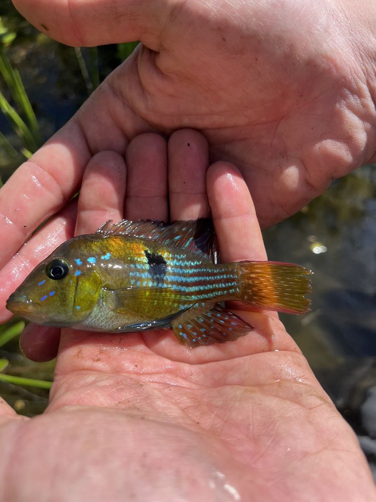 Vendo Gymnogeophagus Terrapurpura