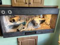 Terarium dla gada