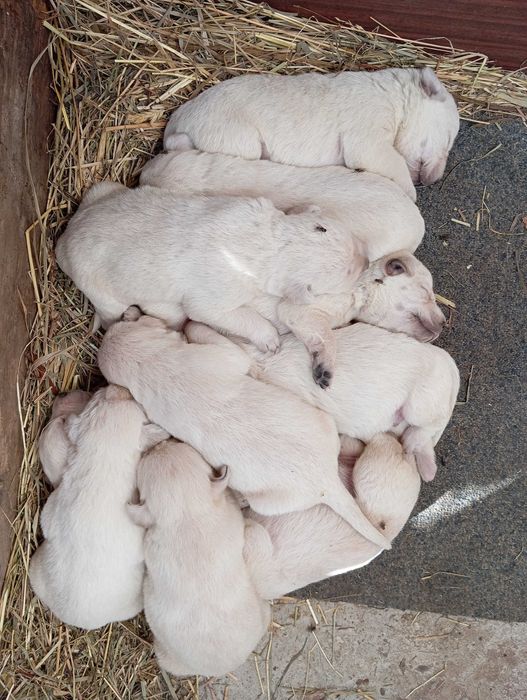 Продаються собачки