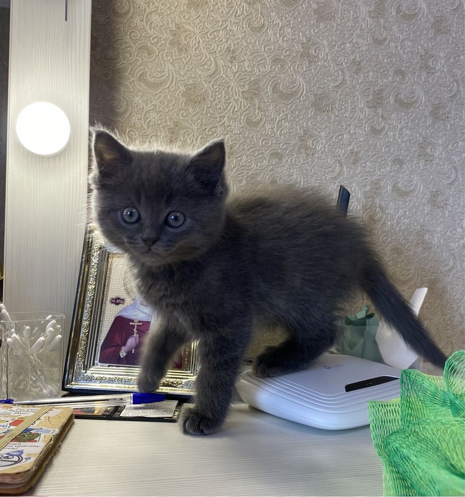 Британський котик