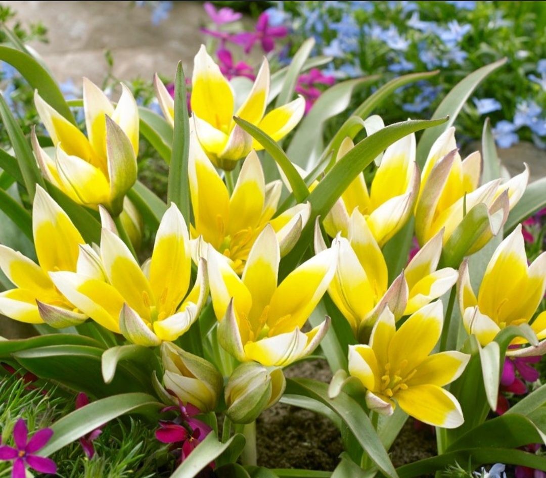 Tulipany cebulki