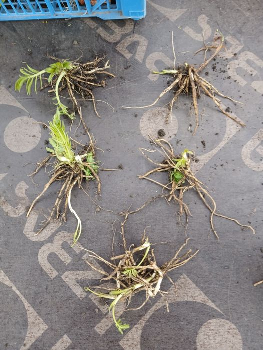 Мята. мята Перечная, мята Ментоловая,Валериана