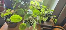 Kwiaty do sprzedania pieniążki pilea