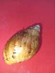 Ślimak Afrykański Achatina - Lissachatina Fulica (Albino)