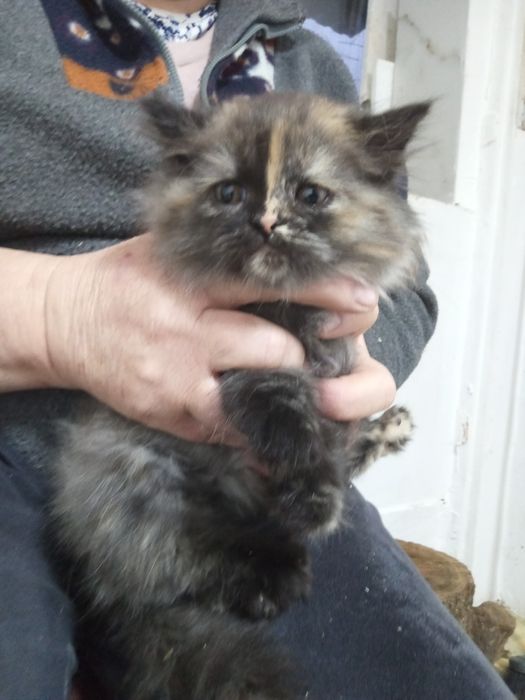 Zjawiskowa rasowa kotka perska czeka na nowy dom