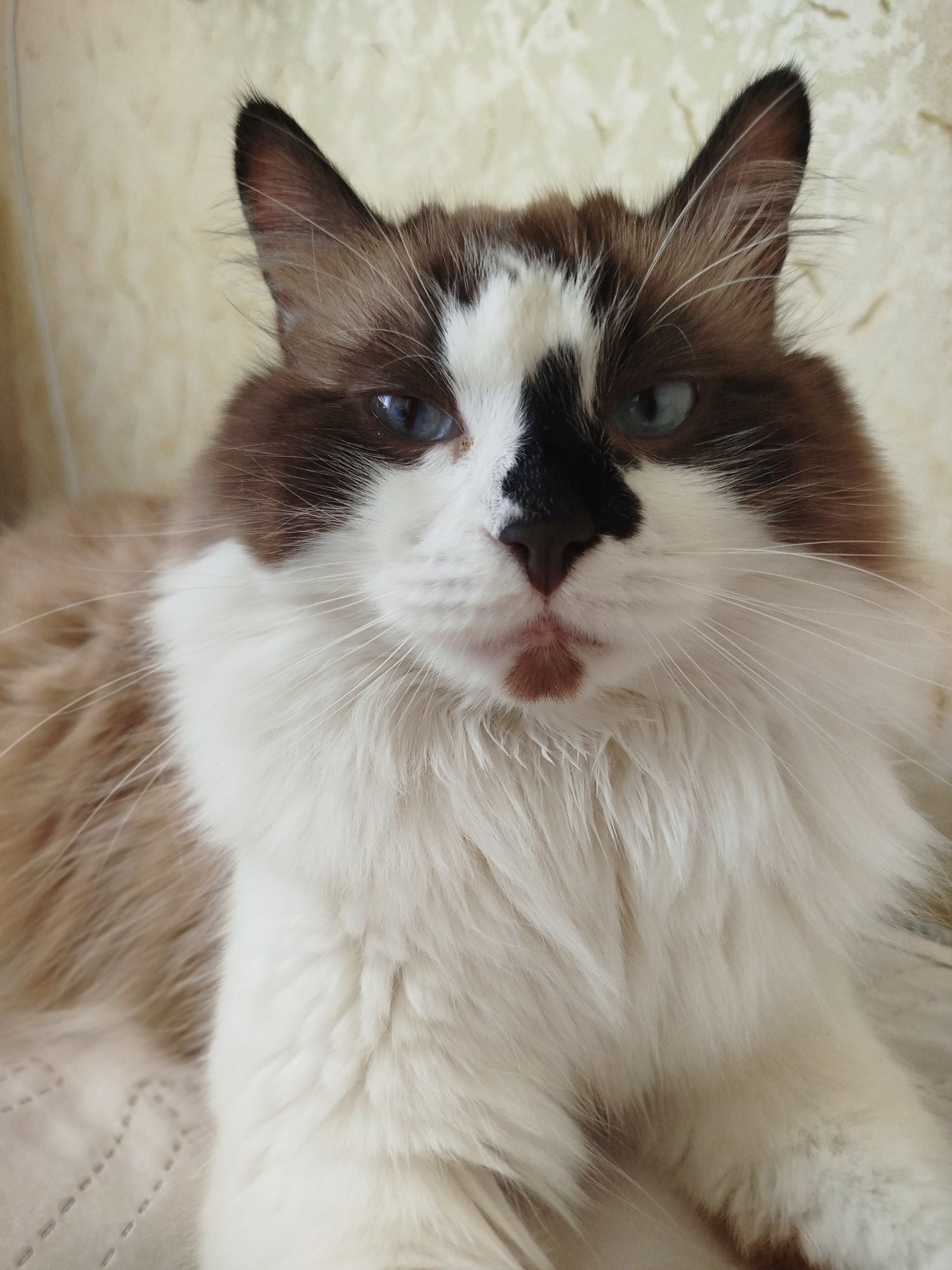 Котик муркотик у добрі руки