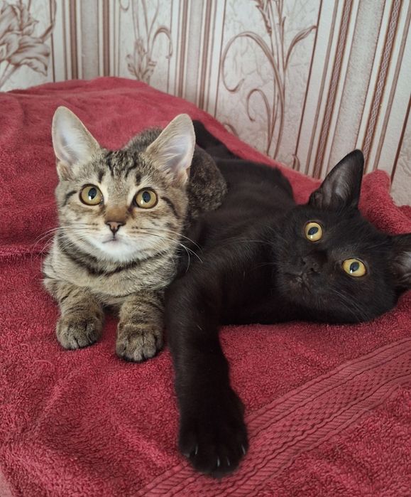 Кошенята у хороші руки!