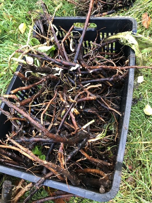 Korzen zywokostu swiezy