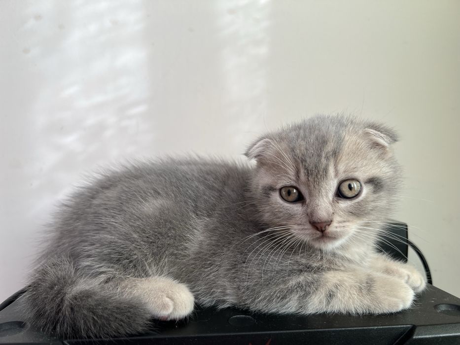 Шотландське висловухе кошеня, хлопчик