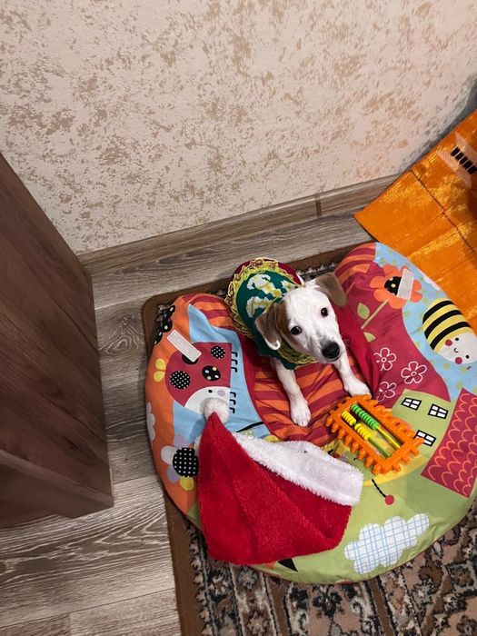 Самая красивая малышка ищет родителей