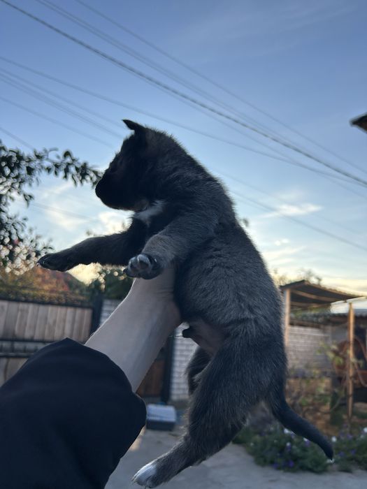 Щенята , мальчики , 1 месяц