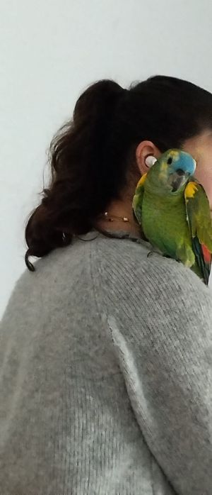 Papagaio a falar bastante  manso c/gaiola nova 204 cm