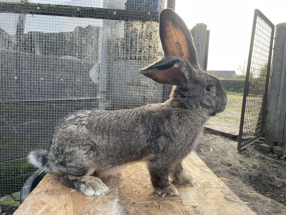 Olbrzym Belgijski Szary SAMIEC