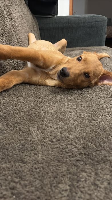 CÃO PARA DOAR  || ADOÇÃO