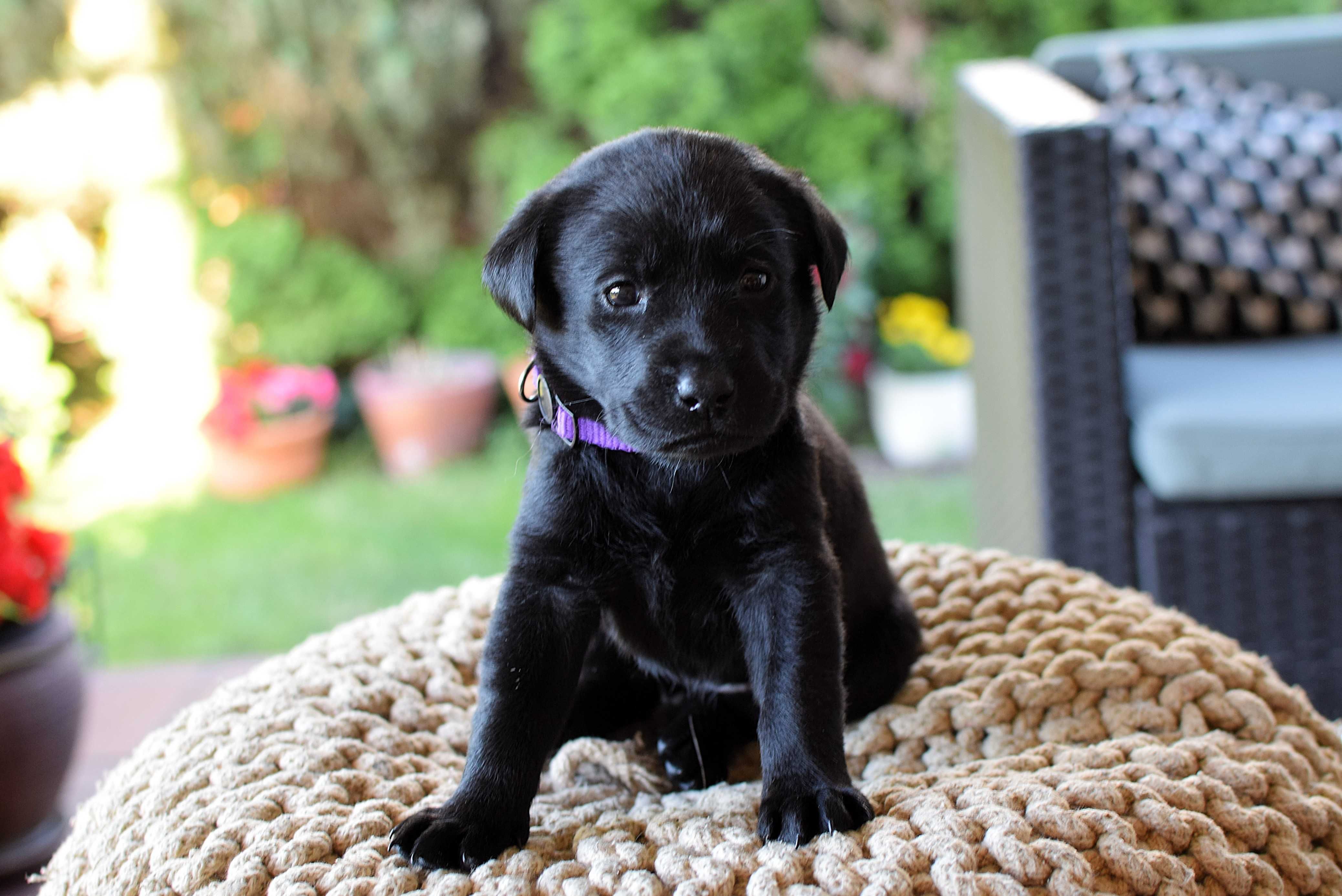 Piękny szczeniak Labrador Retriever