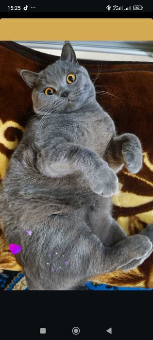 В'язка кота британець самовивіз