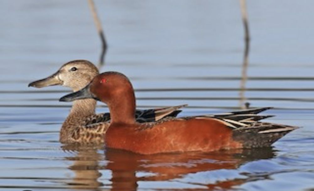 Patos exoticos casais