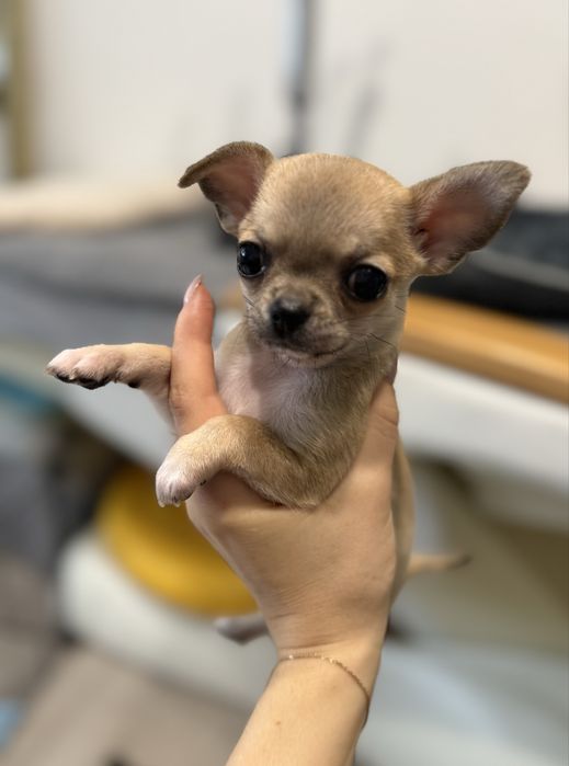 Chihuahua mini ZKwP FCI