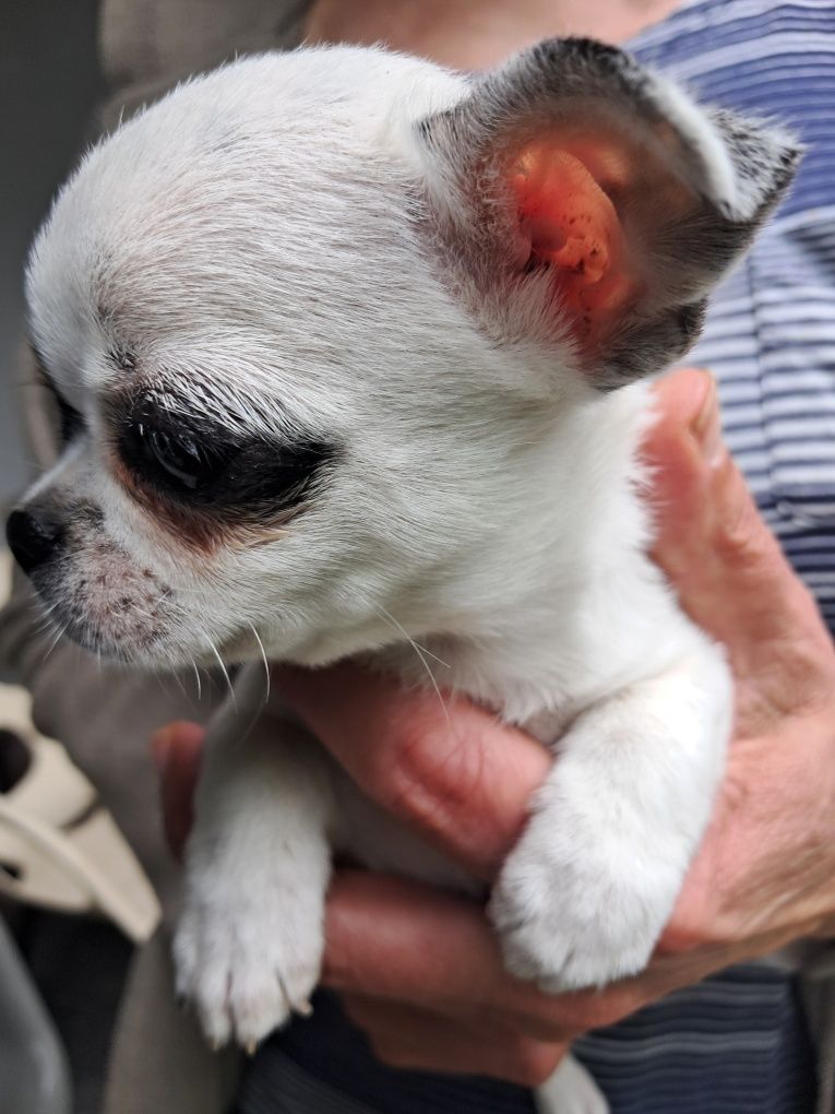 Szczeniak chihuahua