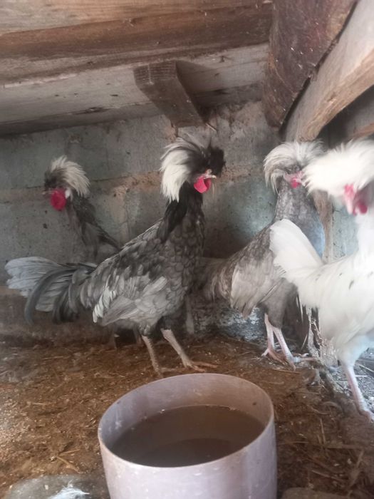 Sprzedam czubatki holenderskie koguta