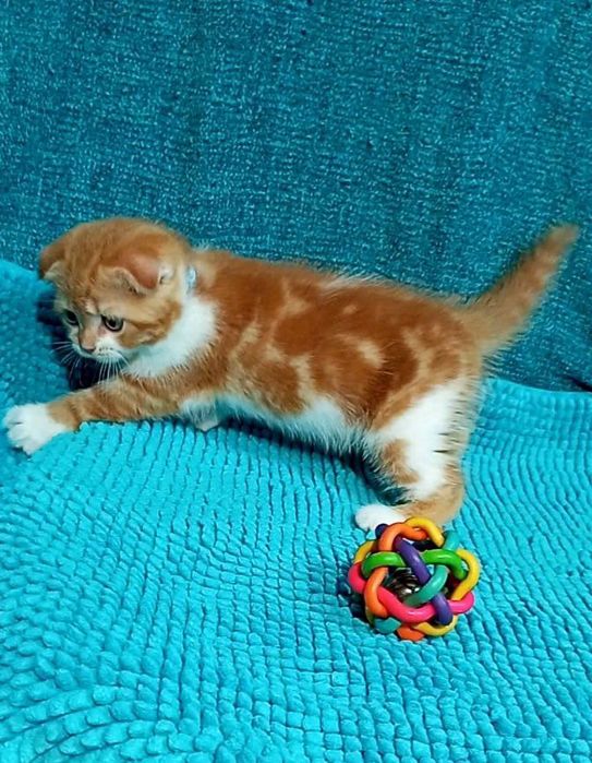 Котенок : "Замурчательный" рыжий котопаренек .