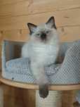 Kocurek Rasy Ragdoll