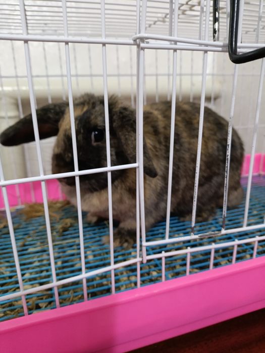 Кролик декоративний