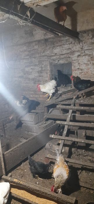 Продам молодого петуха