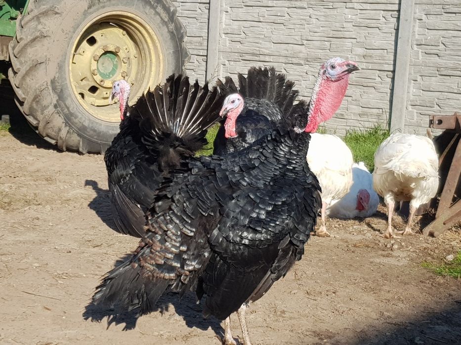 Indyk czarny kanadyjski indyki