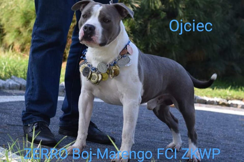 Amstaff piękny piesek ZKWP FCI rodowód