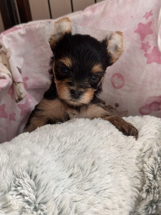 Yorkshire terrier suczka malutka