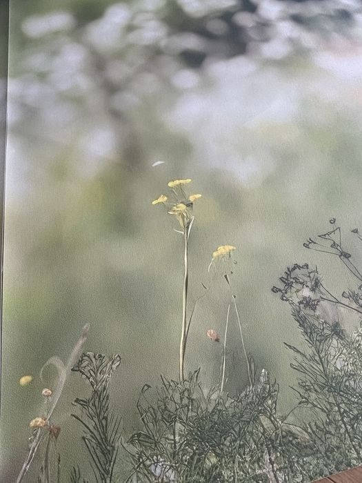 tapeta konie długa duża gruba 170x405cm winylowa fizelinowa