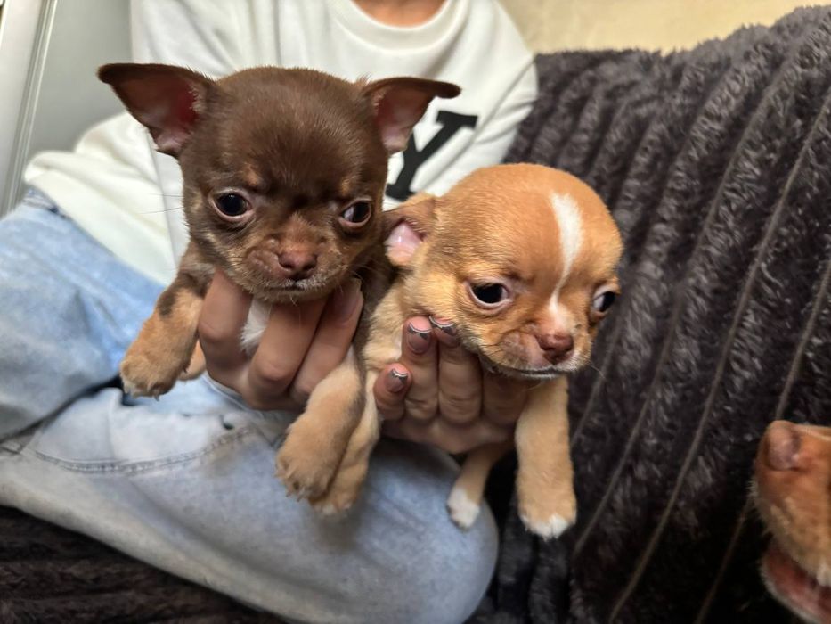 Чудові малюки чихуахуа