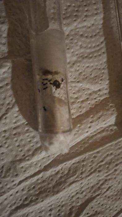 Lasius niger q+5-10 robotnic