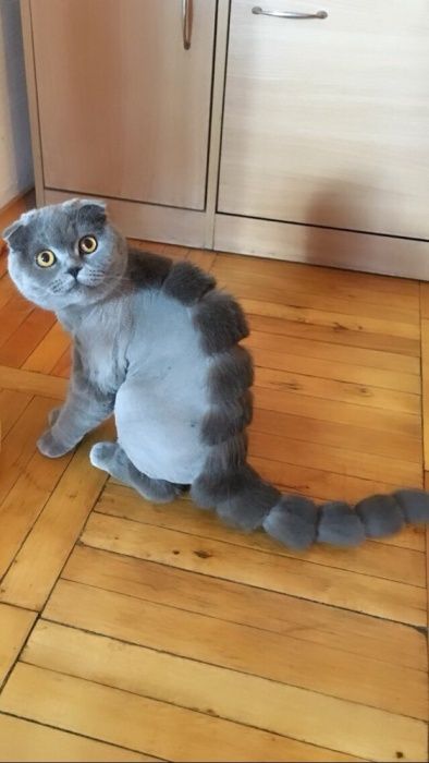 Стрижка, тримминг собак и кошек. Не дорого